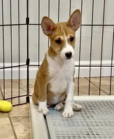 Glinda, Red & White Girl, a female Basenji for sale in Spanish Fork, UT – Photo 2 of 8