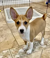 Glinda, Red & White Girl, a female Basenji for sale in Spanish Fork, UT – Photo 1 of 8