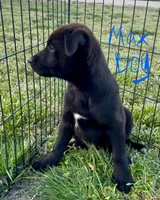 Black Basenji/Golden Retriever, a male Basenji and English Cream Golden Retriever for sale in Spanish Fork, UT – Photo 3 of 9