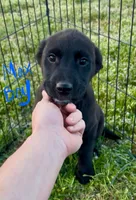 Black Basenji/Golden Retriever, a male Basenji and English Cream Golden Retriever for sale in Spanish Fork, UT – Photo 4 of 9