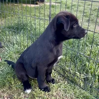 Black Basenji/Golden Retriever, a male Basenji and English Cream Golden Retriever for sale in Spanish Fork, UT – Photo 7 of 9