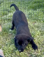 Black Basenji/Golden Retriever, a male Basenji and English Cream Golden Retriever for sale in Spanish Fork, UT – Photo 2 of 9