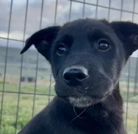 Black Basenji/Golden Retriever, a male Basenji and English Cream Golden Retriever for sale in Spanish Fork, UT – Photo 6 of 9