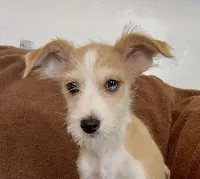 Stormy, Long Hair Basenji, a male Miniature Schnauzer and Basenji for sale in Spanish Fork, UT – Photo 5 of 10