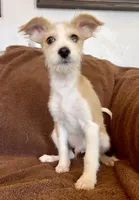 Stormy, Long Hair Basenji, a male Miniature Schnauzer and Basenji for sale in Spanish Fork, UT – Photo 2 of 10