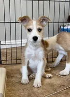 Stormy, Long Hair Basenji, a male Miniature Schnauzer and Basenji for sale in Spanish Fork, UT – Photo 3 of 10