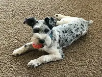 Stormy, Long Hair Basenji, a male Miniature Schnauzer and Basenji for sale in Spanish Fork, UT – Photo 10 of 10