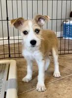Stormy, Long Hair Basenji, a male Miniature Schnauzer and Basenji for sale in Spanish Fork, UT – Photo 1 of 10