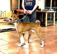 Stormy, Long Hair Basenji, a male Miniature Schnauzer and Basenji for sale in Spanish Fork, UT – Photo 8 of 10