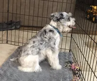 Tornado, Long Hair Basenji, a male Miniature Schnauzer and Basenji for sale in Spanish Fork, UT – Photo 5 of 7