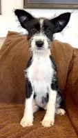 Tornado, Long Hair Basenji, a male Miniature Schnauzer and Basenji for sale in Spanish Fork, UT – Photo 2 of 7