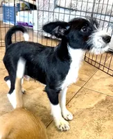 Tornado, Long Hair Basenji, a male Miniature Schnauzer and Basenji for sale in Spanish Fork, UT – Photo 3 of 7