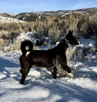 Elizabeth, Red & White Girl, a female Basenji for sale in Spanish Fork, UT – Photo 7 of 8