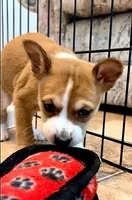 Elizabeth, Red & White Girl, a female Basenji for sale in Spanish Fork, UT – Photo 4 of 8