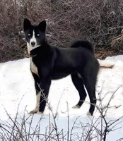 Elizabeth, Red & White Girl, a female Basenji for sale in Spanish Fork, UT – Photo 8 of 8