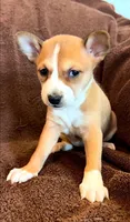 Elizabeth, Red & White Girl, a female Basenji for sale in Spanish Fork, UT – Photo 2 of 8