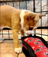 Elizabeth, Red & White Girl, a female Basenji for sale in Spanish Fork, UT – Photo 3 of 8