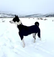 Elizabeth, Red & White Girl, a female Basenji for sale in Spanish Fork, UT – Photo 5 of 8