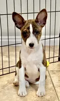 Madame - Brindle Female, a female Basenji for sale in Spanish Fork, UT – Photo 5 of 10