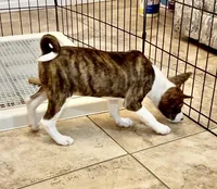 Madame - Brindle Female, a female Basenji for sale in Spanish Fork, UT – Photo 6 of 10