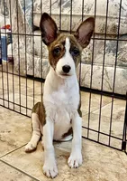 Madame - Brindle Female, a female Basenji for sale in Spanish Fork, UT – Photo 7 of 10