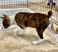 Madame - Brindle Female, a female Basenji for sale in Spanish Fork, UT – Photo 3 of 10