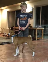 Madame - Brindle Female, a female Basenji for sale in Spanish Fork, UT – Photo 8 of 10