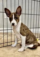 Madame - Brindle Female, a female Basenji for sale in Spanish Fork, UT – Photo 4 of 10