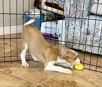 Cloudy, Long Hair Basenji, a male Miniature Schnauzer and Basenji for sale in Spanish Fork, UT – Photo 3 of 10