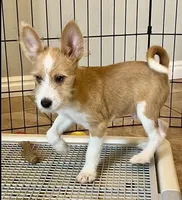 Cloudy, Long Hair Basenji, a male Miniature Schnauzer and Basenji for sale in Spanish Fork, UT – Photo 5 of 10