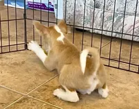 Cloudy, Long Hair Basenji, a male Miniature Schnauzer and Basenji for sale in Spanish Fork, UT – Photo 4 of 10