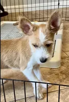 Cloudy, Long Hair Basenji, a male Miniature Schnauzer and Basenji for sale in Spanish Fork, UT – Photo 6 of 10