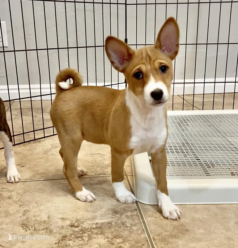 Elphaba, Red & White Girl