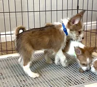 Wind, Long Hair Basenji, a male Miniature Schnauzer and Basenji for sale in Spanish Fork, UT – Photo 5 of 9