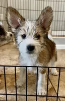Wind, Long Hair Basenji, a male Miniature Schnauzer and Basenji for sale in Spanish Fork, UT – Photo 4 of 9