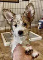 Wind, Long Hair Basenji, a male Miniature Schnauzer and Basenji for sale in Spanish Fork, UT – Photo 2 of 9