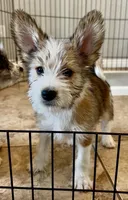 Wind, Long Hair Basenji, a male Miniature Schnauzer and Basenji for sale in Spanish Fork, UT – Photo 3 of 9