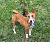 Red Basenji / Golden Retriever, a female Basenji and English Cream Golden Retriever for sale in Spanish Fork, UT – Photo 8 of 8