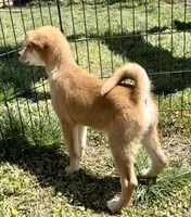 Red Basenji / Golden Retriever, a female Basenji and English Cream Golden Retriever for sale in Spanish Fork, UT – Photo 4 of 8