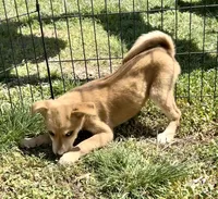 Red Basenji / Golden Retriever, a female Basenji and English Cream Golden Retriever for sale in Spanish Fork, UT – Photo 5 of 8