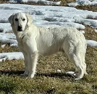 Red Basenji / Golden Retriever, a female Basenji and English Cream Golden Retriever for sale in Spanish Fork, UT – Photo 7 of 8