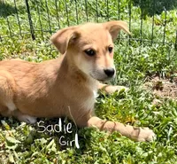 Red Basenji / Golden Retriever, a female Basenji and English Cream Golden Retriever for sale in Spanish Fork, UT – Photo 2 of 8