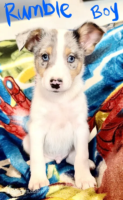 Rumble Blue Merle Male