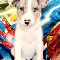Rumble Blue Merle Male, a male Shetland Sheepdog and Basenji for sale in Spanish Fork, UT – 1 of 1