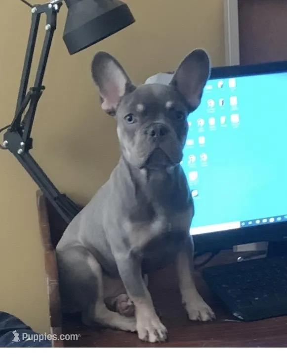 DiDi, a female French Bulldog for sale in Steward, IL – Photo 1 of 1