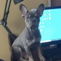 DiDi, a female French Bulldog for sale in Steward, IL – 1 of 1