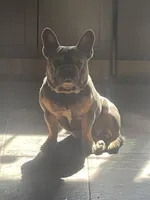 Milo, a male French Bulldog for sale in Steward, IL – Photo 2 of 5