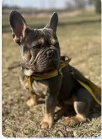 Milo, a male French Bulldog for sale in Steward, IL – Photo 5 of 5