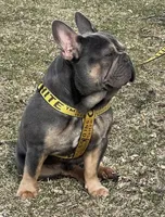 Milo, a male French Bulldog for sale in Steward, IL – Photo 4 of 5