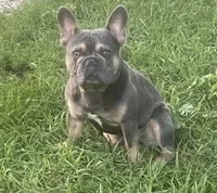 Milo, a male French Bulldog for sale in Steward, IL – Photo 1 of 5